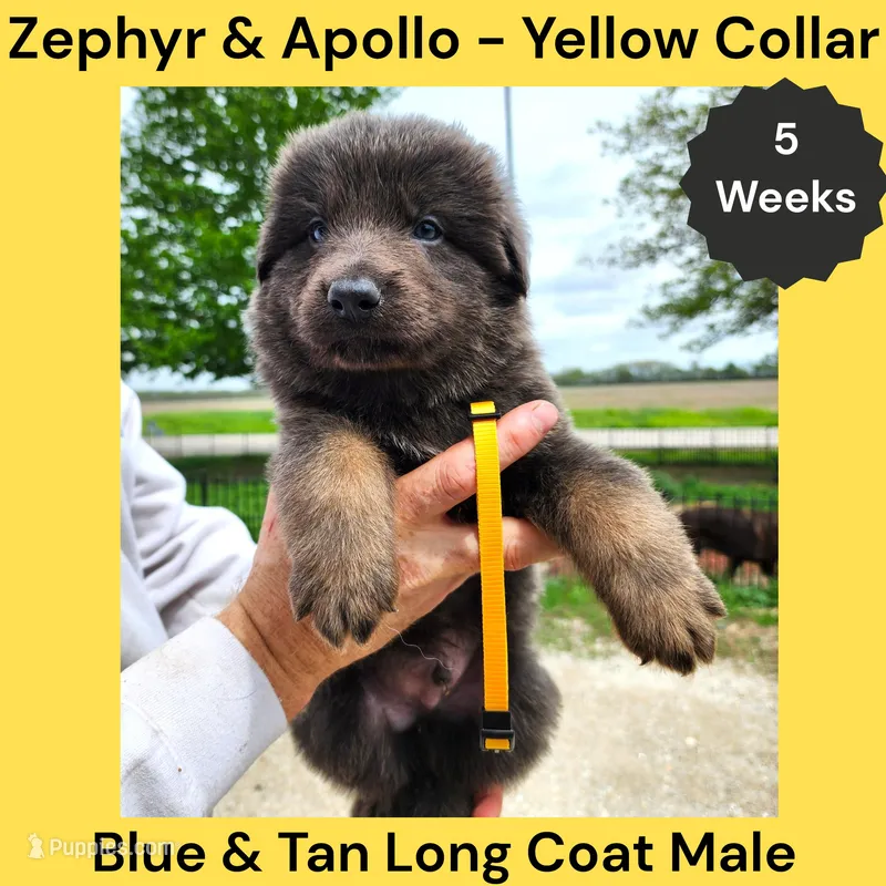 AKC Blue & Tan LH - ZA Yellow – German Shepherd Dog puppy for sale in Princeville, IL