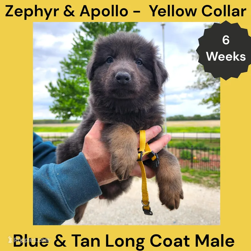 AKC Blue & Tan LH - ZA Yellow – German Shepherd Dog puppy for sale in Princeville, IL