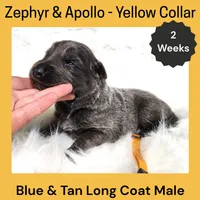 AKC Blue & Tan LH - ZA Yellow, a male German Shepherd Dog for sale in Princeville, IL – Photo 2 of 3