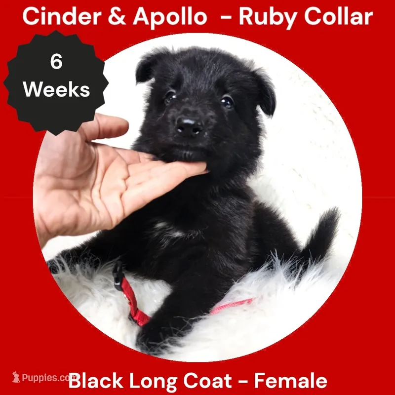 AKC Black Long Coat - CA Ruby – German Shepherd Dog puppy for sale in Princeville, IL
