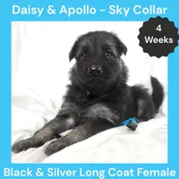 AKC Black&Silver LH - DA Sky, a female German Shepherd Dog for sale in Princeville, IL – Photo 1 of 6