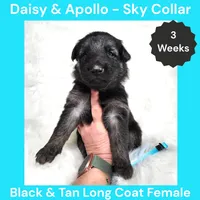 AKC Black&Silver LH - DA Sky, a female German Shepherd Dog for sale in Princeville, IL – Photo 4 of 6