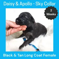 AKC Black&tan LH - DA Sky, a female German Shepherd Dog for sale in Princeville, IL – Photo 2 of 3