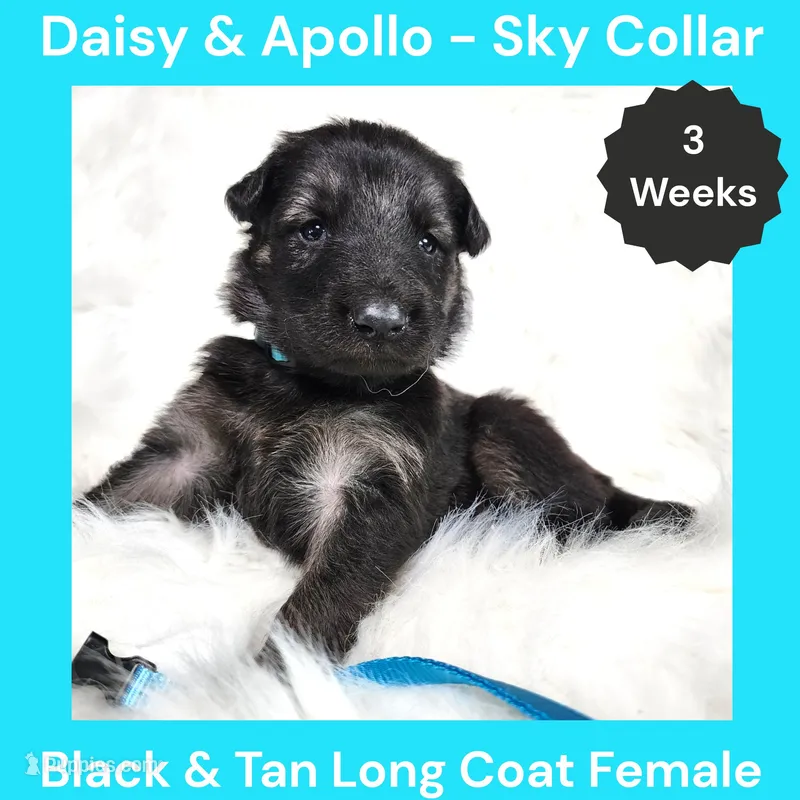 AKC Black&tan LH - DA Sky – German Shepherd Dog puppy for sale in Princeville, IL