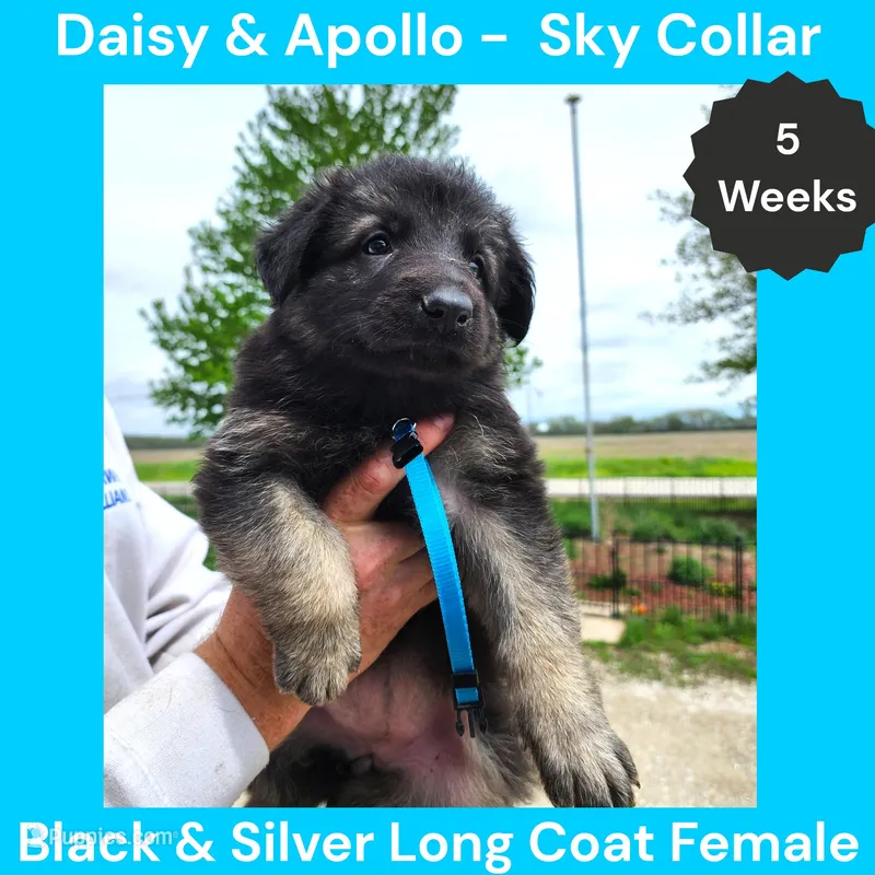 AKC Black&Silver LH - DA Sky – German Shepherd Dog puppy for sale in Princeville, IL