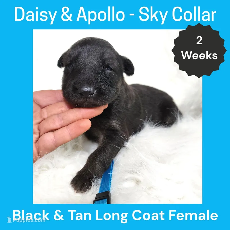 AKC Black&tan LH - DA Sky – German Shepherd Dog puppy for sale in Princeville, IL