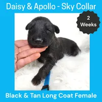 AKC Black&tan LH - DA Sky, a female German Shepherd Dog for sale in Princeville, IL – Photo 1 of 3