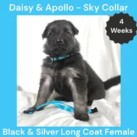 AKC Black&Silver LH - DA Sky, a female German Shepherd Dog for sale in Princeville, IL – Photo 2 of 6