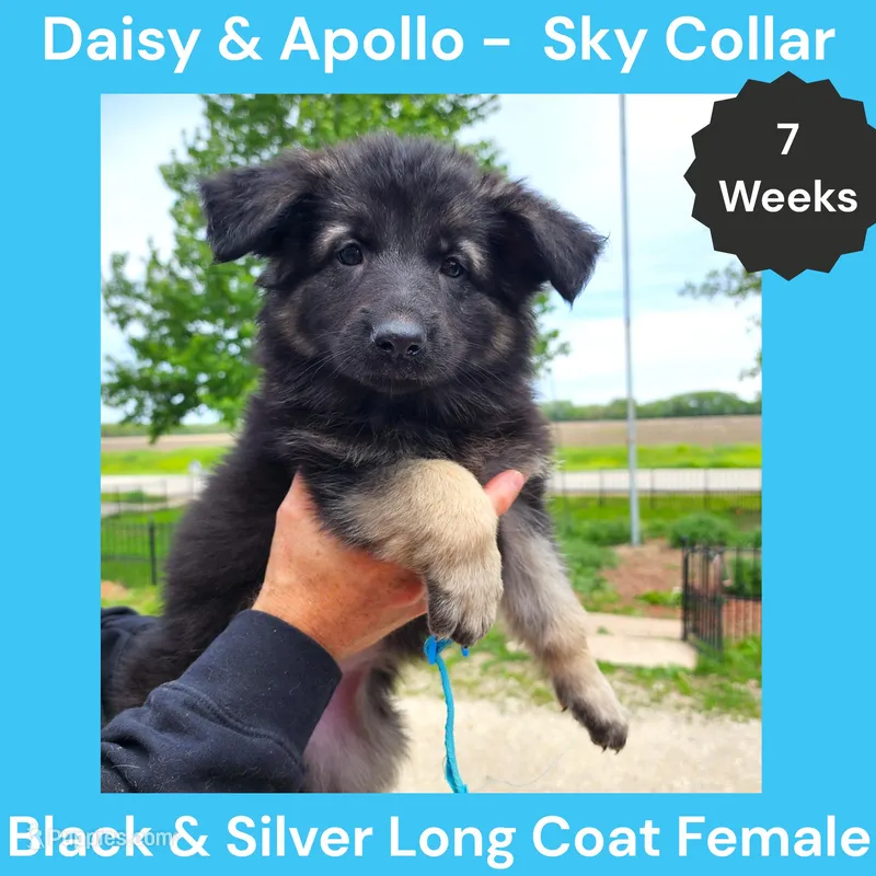 AKC Black&Silver LH - DA Sky – German Shepherd Dog puppy for sale in Princeville, IL