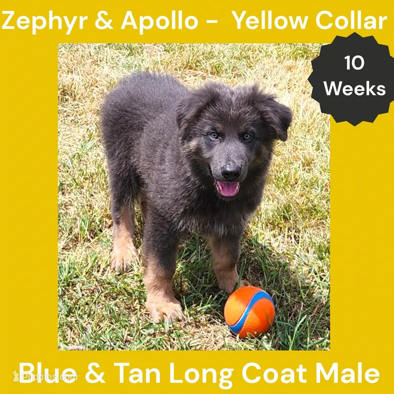 AKC Blue & Tan LH - ZA Yellow – German Shepherd Dog puppy for sale in Princeville, IL