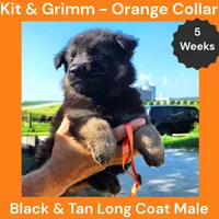 AKC Black & Tan Long Coat - KG Orange, a male German Shepherd Dog for sale in Princeville, IL – 6 of 8