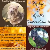 AKC Blue & Tan Long Coat - ZA Lime, a male German Shepherd Dog for sale in Princeville, IL – 3 of 3