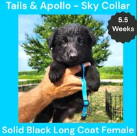 AKC Black Long Coat - TA Sky, a female German Shepherd Dog for sale in Princeville, IL – 4 of 8