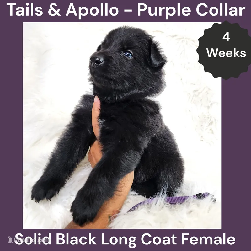 AKC Black Long Coat - TA Purple – German Shepherd Dog puppy for sale in Princeville, IL