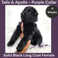 AKC Black Long Coat - TA Purple, a female German Shepherd Dog for sale in Princeville, IL – 5 of 8