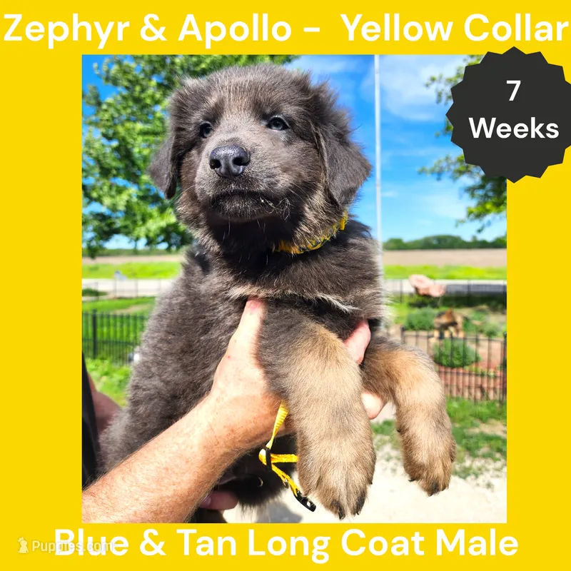 AKC Blue & Tan LH - ZA Yellow – German Shepherd Dog puppy for sale in Princeville, IL