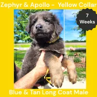 AKC Blue & Tan LH - ZA Yellow, a male German Shepherd Dog for sale in Princeville, IL – 5 of 9
