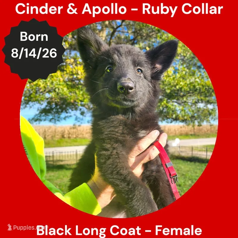 AKC Black Long Coat - CA Ruby – German Shepherd Dog puppy for sale in Princeville, IL