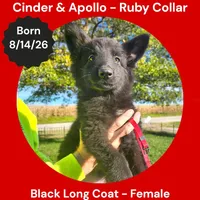 AKC Black Long Coat - CA Ruby, a female German Shepherd Dog for sale in Princeville, IL – 1 of 9