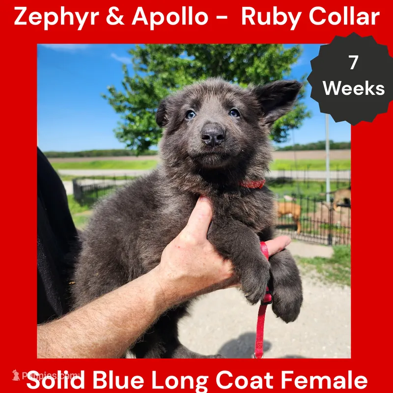 AKC Blue LH - ZA Ruby – German Shepherd Dog puppy for sale in Princeville, IL