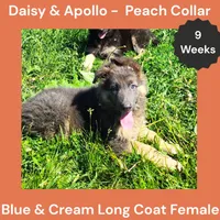 AKC Blue&Cream LH - DA Peach, a female German Shepherd Dog for sale in Princeville, IL – 7 of 10
