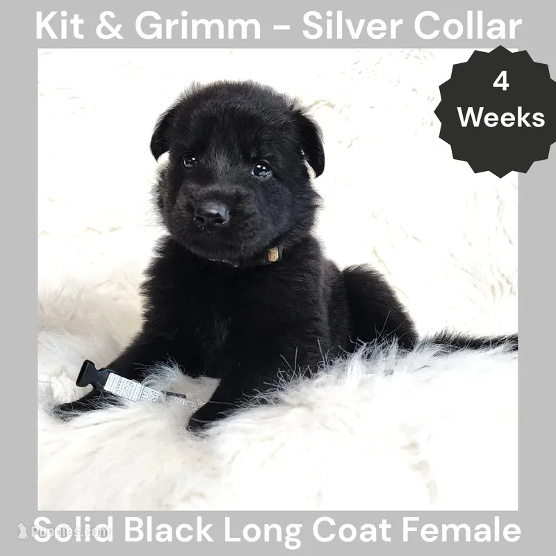 AKC Black Long Coat - KG Silver – German Shepherd Dog puppy for sale in Princeville, IL