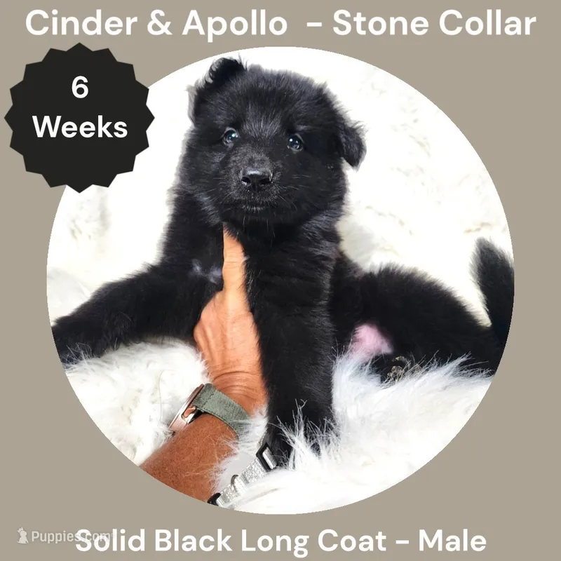 AKC Black Long Coat - CA Stone – German Shepherd Dog puppy for sale in Princeville, IL