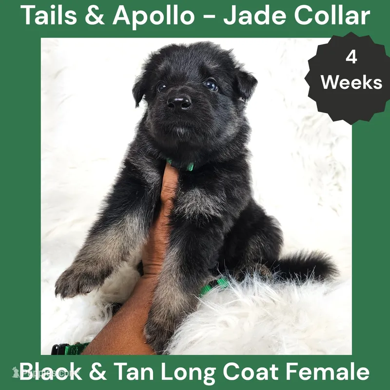 AKC Black & Tan Long Coat - TA Jade – German Shepherd Dog puppy for sale in Princeville, IL