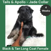 AKC Black & Tan Long Coat - TA Jade, a female German Shepherd Dog for sale in Princeville, IL – 4 of 7