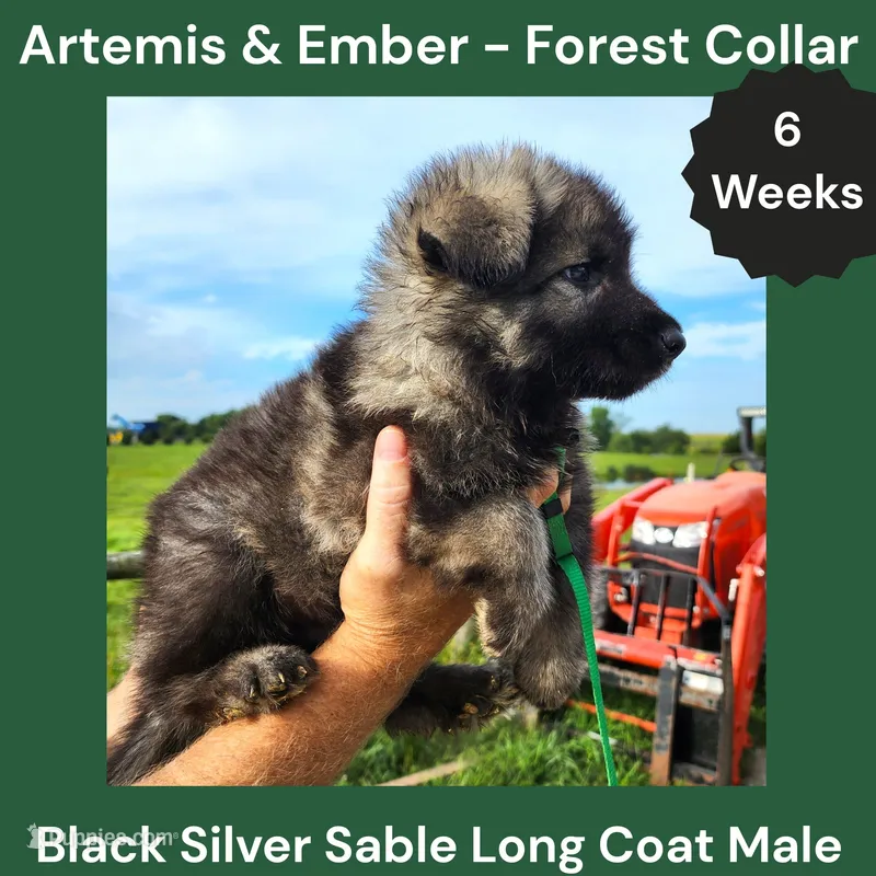 AKC Black Silver Sable Long Coat - AE Forest – German Shepherd Dog puppy for sale in Princeville, IL