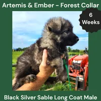 AKC Black Silver Sable Long Coat - AE Forest, a male German Shepherd Dog for sale in Princeville, IL – 1 of 4