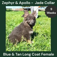 AKC Blue & Tan LH - ZA Jade , a female German Shepherd Dog for sale in Princeville, IL – 3 of 9