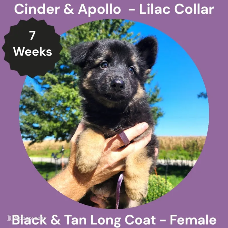 AKC Black & Tan Long Coat - CA Lilac – German Shepherd Dog puppy for sale in Princeville, IL