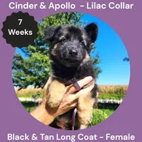 AKC Black & Tan Long Coat - CA Lilac, a female German Shepherd Dog for sale in Princeville, IL – 3 of 9