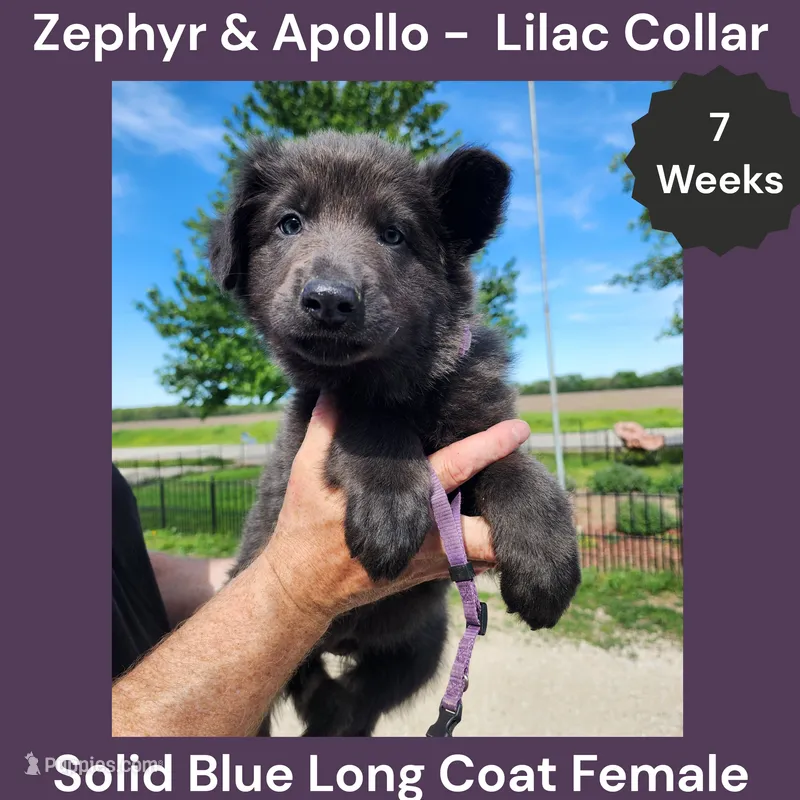 AKC Blue LH - ZA Lilac  – German Shepherd Dog puppy for sale in Princeville, IL