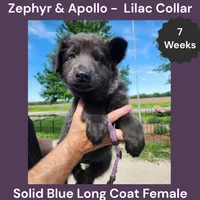 AKC Blue LH - ZA Lilac , a female German Shepherd Dog for sale in Princeville, IL – 4 of 8