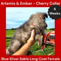 AKC Blue Silver Sable Long Coat - AE Cherry, a female German Shepherd Dog for sale in Princeville, IL – 2 of 4