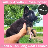 AKC Black & Tan Long Coat - TA Rose, a female German Shepherd Dog for sale in Princeville, IL – 3 of 8