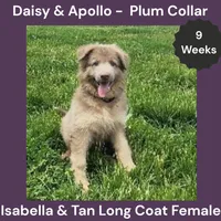 AKC Isabella&tan LH - DA Plum, a female German Shepherd Dog for sale in Princeville, IL – 6 of 9