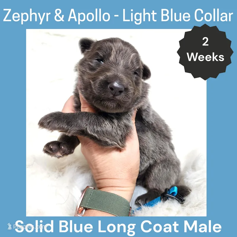AKC Blue LH - ZA Light Blue – German Shepherd Dog puppy for sale in Princeville, IL