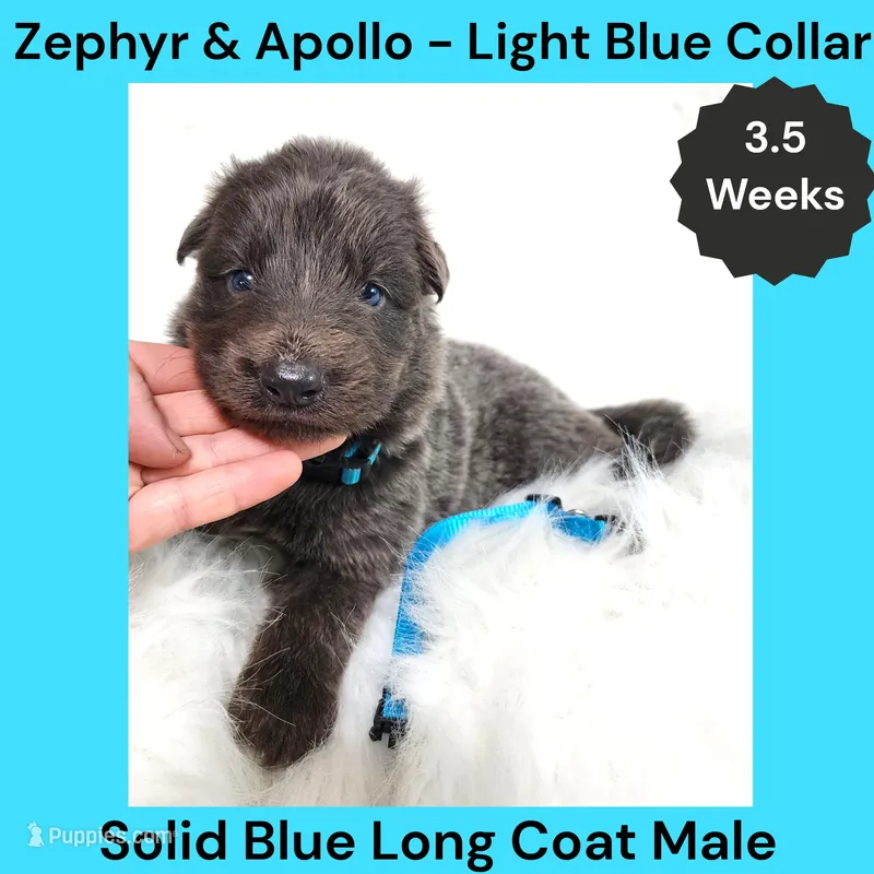 AKC Blue LH - ZA Light Blue – German Shepherd Dog puppy for sale in Princeville, IL