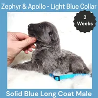 AKC Blue LH - ZA Light Blue, a male German Shepherd Dog for sale in Princeville, IL – Photo 2 of 3