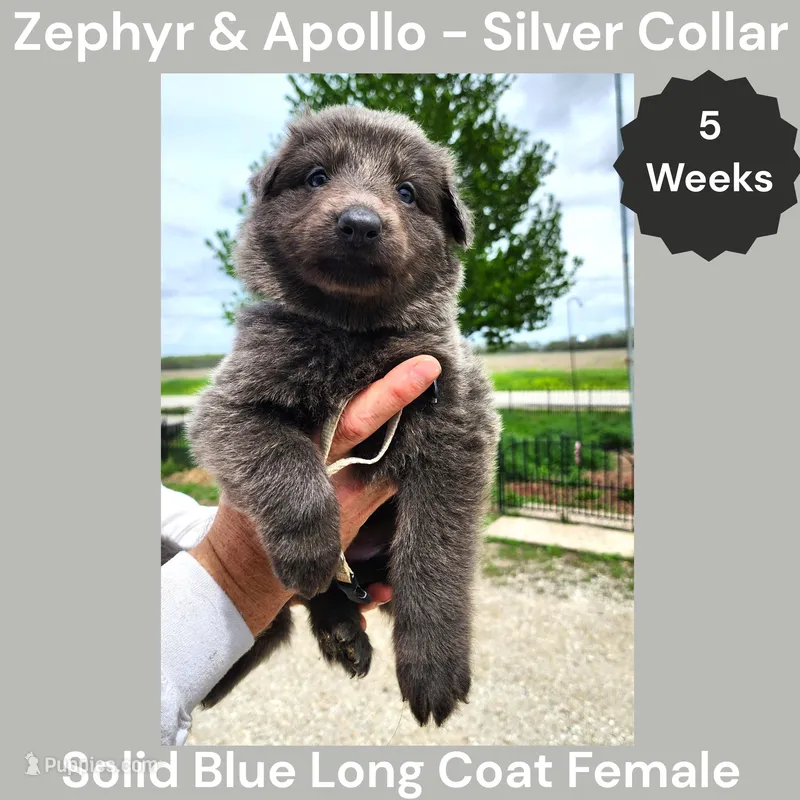 AKC Blue LH - ZA Silver  – German Shepherd Dog puppy for sale in Princeville, IL