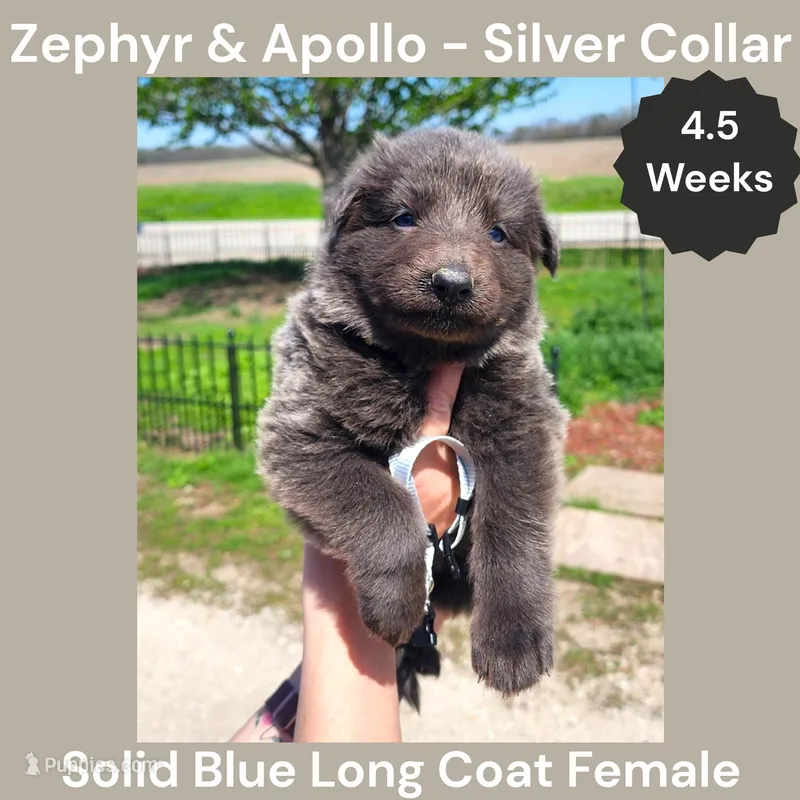 AKC Blue LH - ZA Silver  – German Shepherd Dog puppy for sale in Princeville, IL