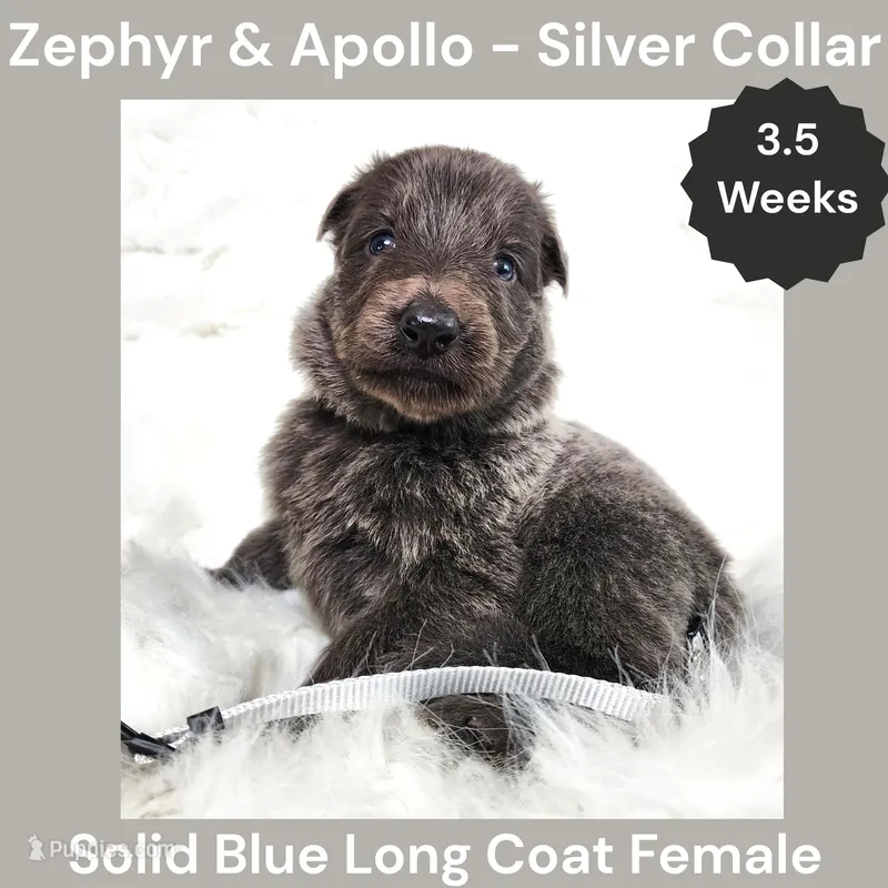 AKC Blue LH - ZA Silver  – German Shepherd Dog puppy for sale in Princeville, IL