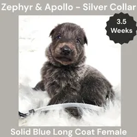 AKC Blue LH - ZA Silver , a female German Shepherd Dog for sale in Princeville, IL – 8 of 10
