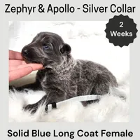 AKC Blue LH - ZA Silver , a female German Shepherd Dog for sale in Princeville, IL – Photo 2 of 3