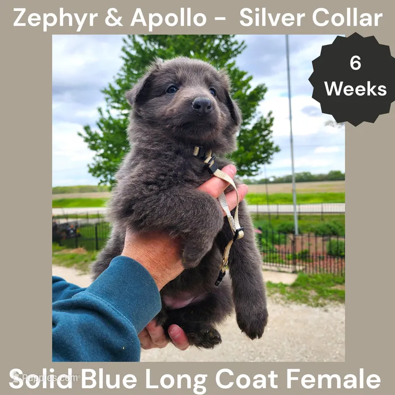 AKC Blue LH - ZA Silver  – German Shepherd Dog puppy for sale in Princeville, IL