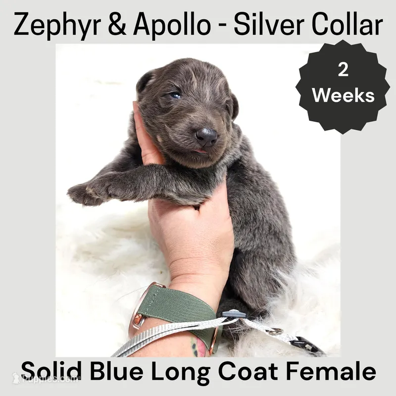 AKC Blue LH - ZA Silver  – German Shepherd Dog puppy for sale in Princeville, IL