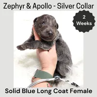 AKC Blue LH - ZA Silver , a female German Shepherd Dog for sale in Princeville, IL – Photo 1 of 3